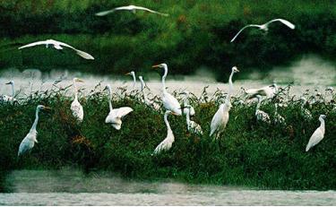 鄱阳湖大地之树怎么形成的,鄱阳湖现大地之树自然景观