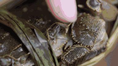 大闸蟹各部位千万别吃图解,大闸蟹这四个部位不建议吃