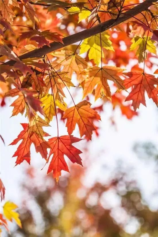 河南看红叶最好的地方,河南红叶最佳观赏时间表