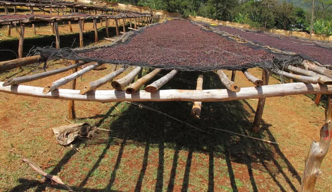 咖啡里最冷的段子,咖啡最冷的段子