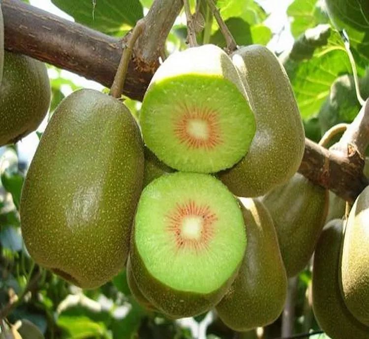 新西兰奇异果的来源,新西兰奇异果由来