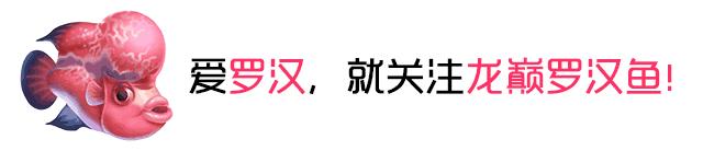 罗汉鱼肠炎用诺氟沙星,罗汉鱼肠炎游不起来了