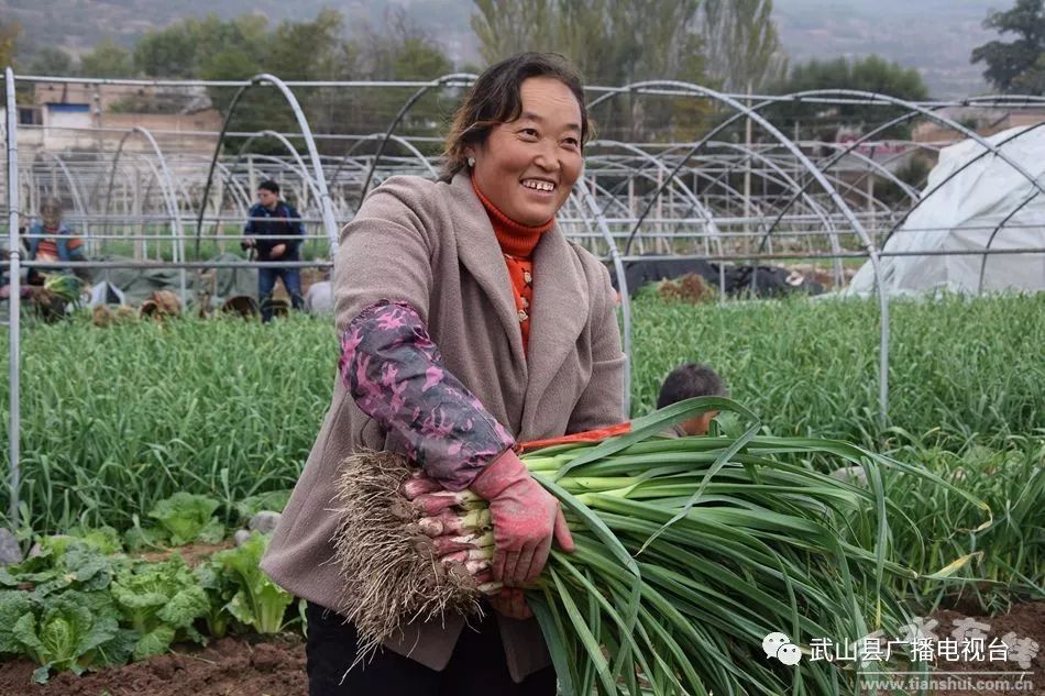 武山县的蒜苗今年价格,武山郭家庄大丰收挖蒜苗