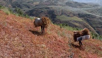 它被称“五谷之王”，泡水喝，清脂肪降三高，养生抗衰老！
