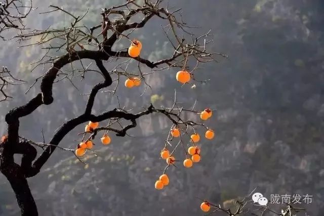 刚刚好！陇南的柿子红了，“柿”不可挡~