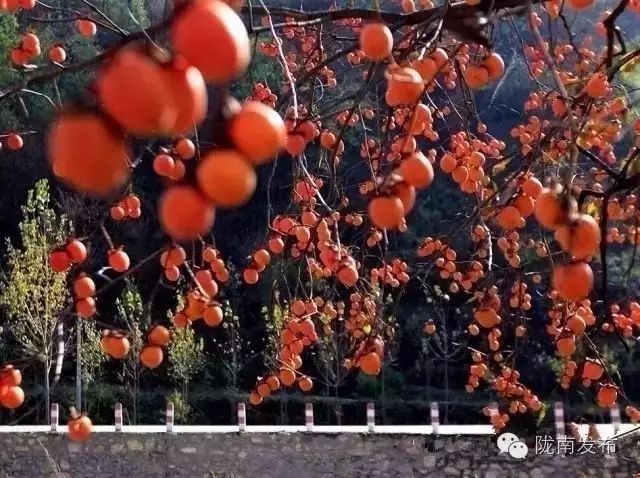 刚刚好！陇南的柿子红了，“柿”不可挡~