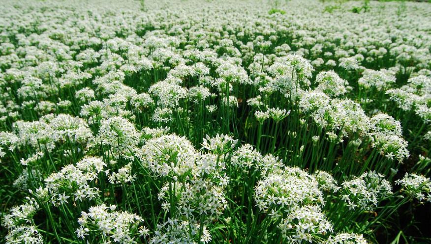 hpv感染到喉咙怎么治,女性hpv症状在脖子上会传染吗