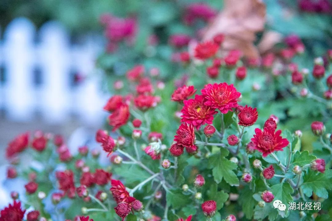 武汉周边最美秋天,武汉秋景最好的地方