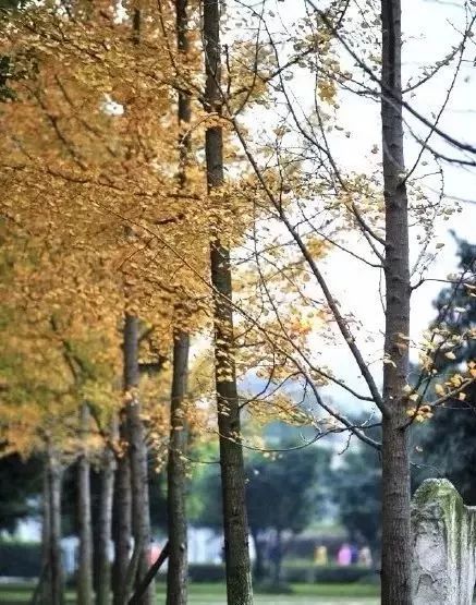 春雨枝头密似鳞，秋风树下落成金——秋日银杏（上）