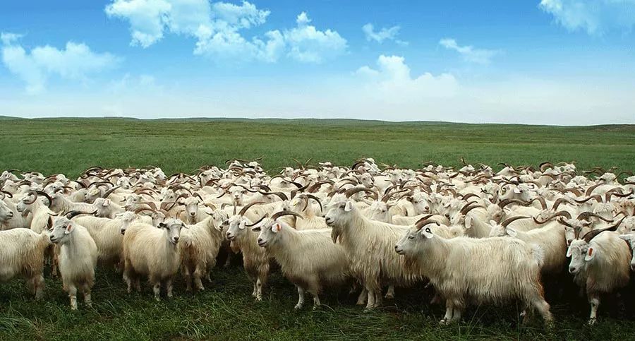 羊绒衫好物推荐,高品质羊绒衫内搭外穿都好看