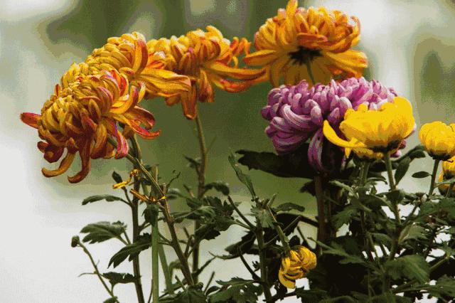 体育中心看展菊,在体育中心玩乐的一天