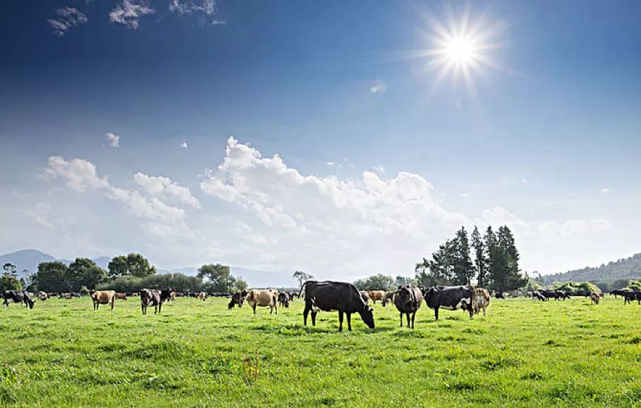 引发澳洲各大媒体争相报道的TA，凭什么可以C位出道？