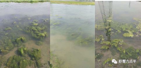 今后的河蟹养殖什么最有市场,2021河蟹行情趋势