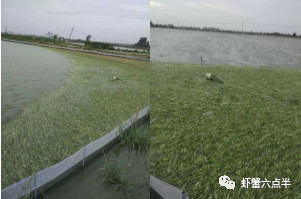 今后的河蟹养殖什么最有市场,2021河蟹行情趋势