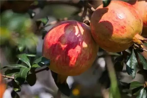 魅力会理｜四川最南边的古城，看会理前世今生！