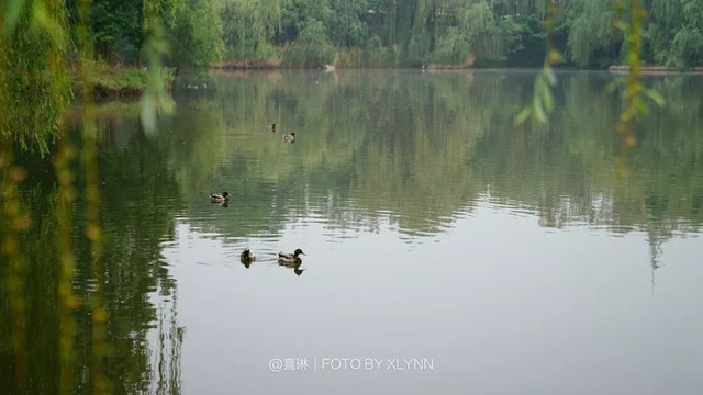 羊驼陪吃早餐，天鹅湖中畅游，藏身北京奥森旁的休憩之地：在之禾