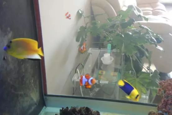 海水鱼小白点病物理治疗,海水鱼白点病怎么快速治疗