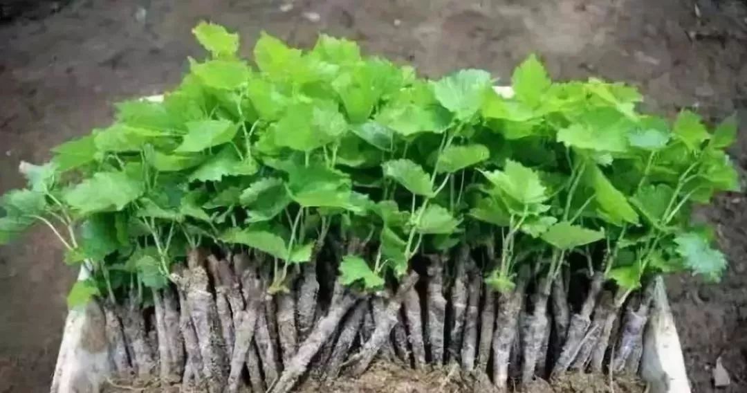 他用一块地做火2个产业，在冰葡萄田里把黑豆卖出4000万！