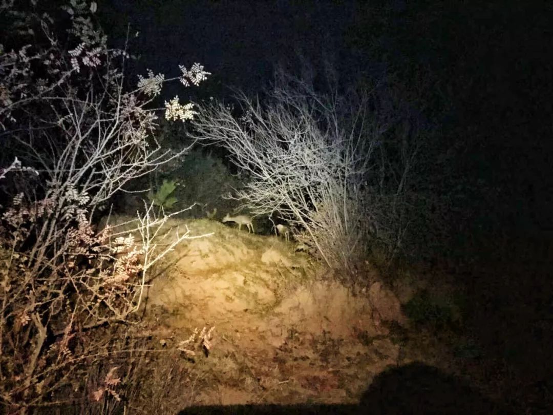 为啥救助狍子要捂眼睛,你们救过的小动物来报恩了吗