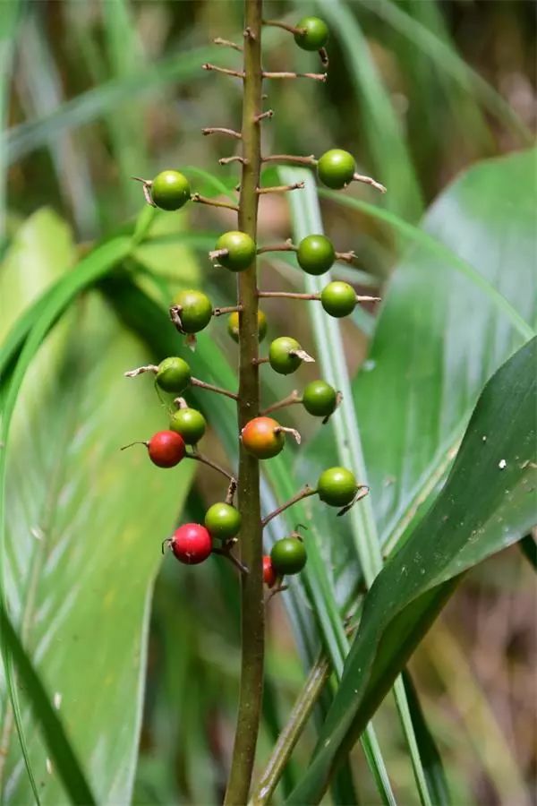 海南尖峰岭植物,海南尖峰岭国家森林公园问题
