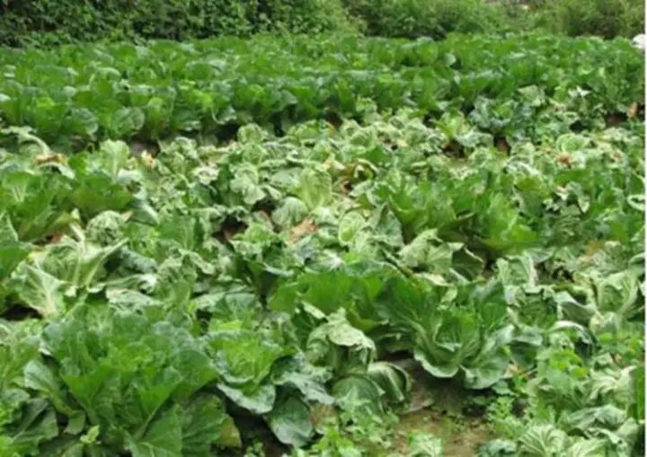 蔬菜根腐是什么原因,根肿的蔬菜还能吃吗