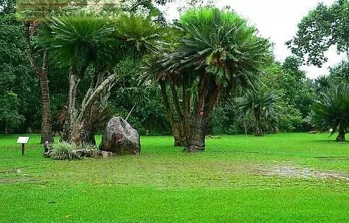 植物界中的世界之最,植物界的吉尼斯阅读题