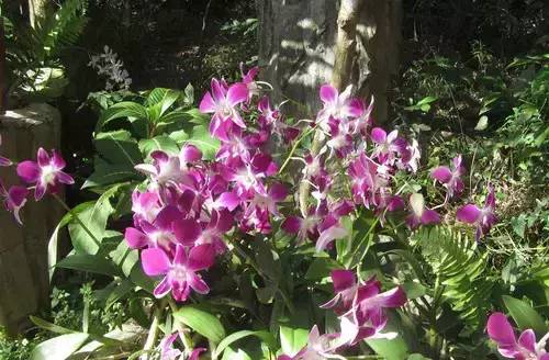 植物界中的世界之最,植物界的吉尼斯阅读题