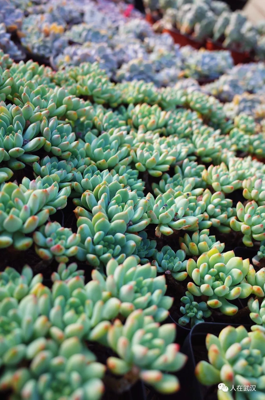 花市买10元3盆多肉,武汉多肉花卉便宜