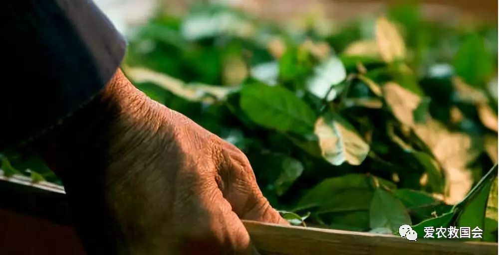 花*功香**夫红茶研究（二）