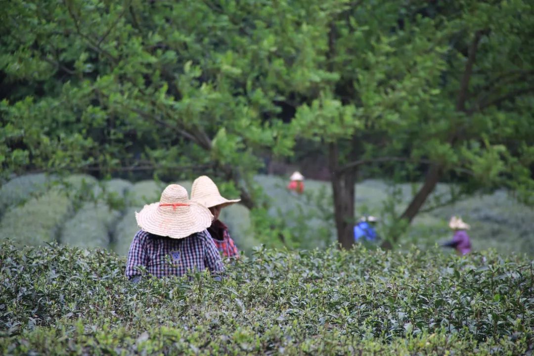 龙井茶每日一茶,龙井茶一天中最佳饮茶时间