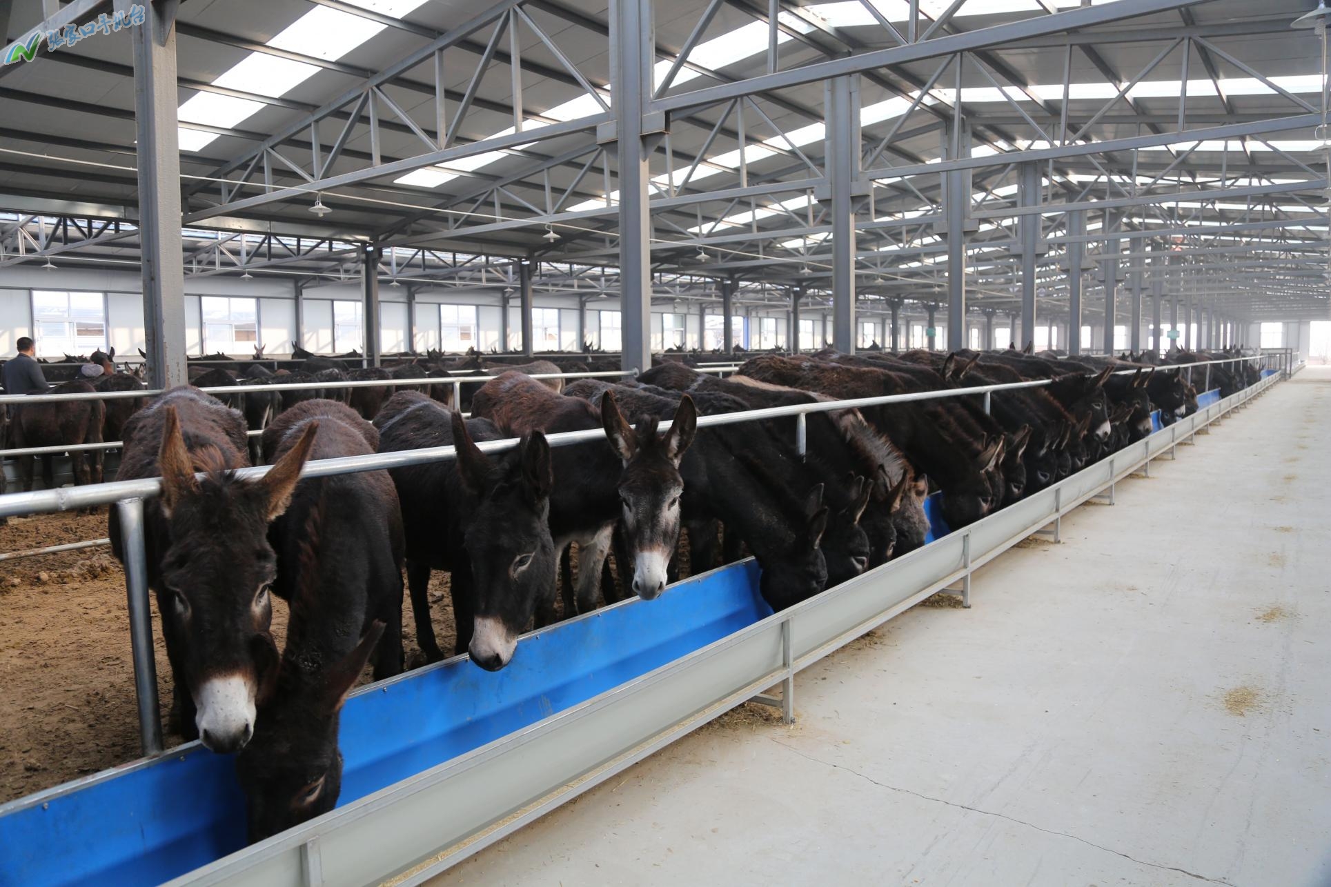 驴脱贫致富新路径,脱贫攻坚养殖致富新路子