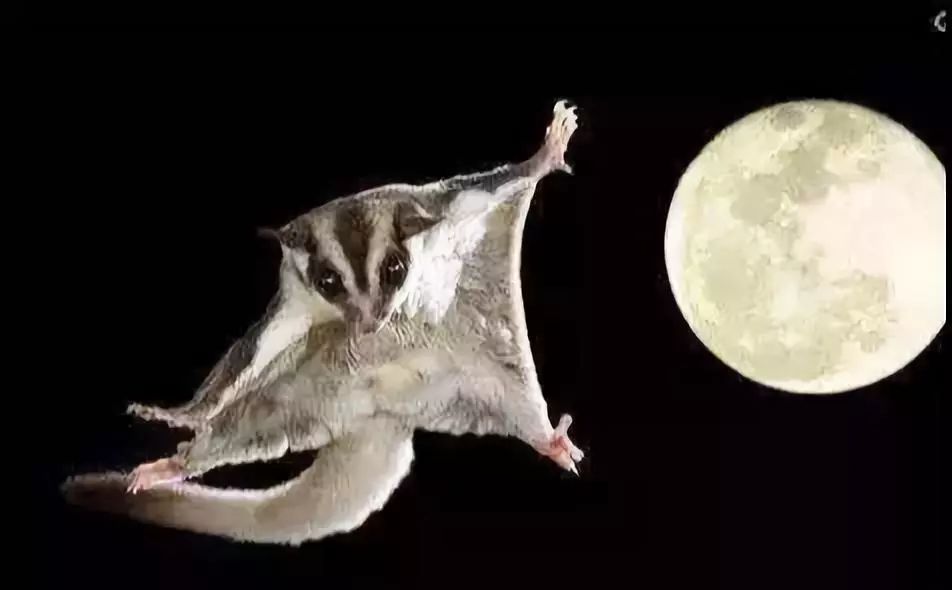 宠物土拨鼠有没有狂犬病,老鼠会传染给宠物狂犬病吗