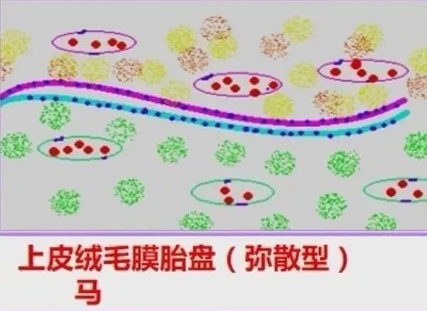 马匹解剖学视频教程,马匹解剖学基础特征