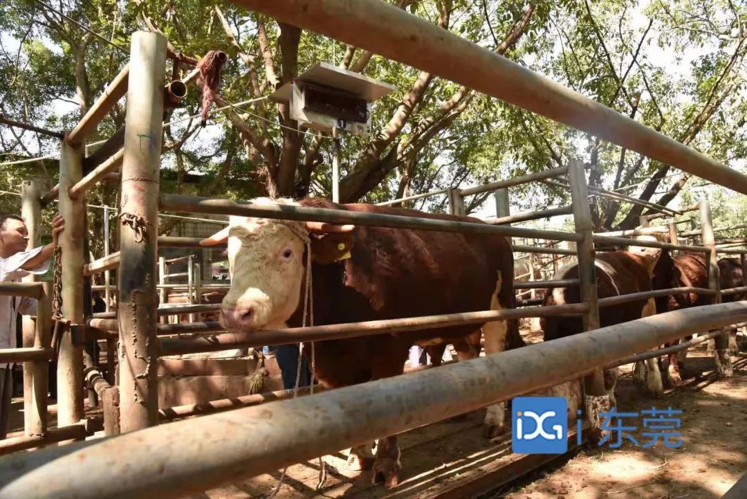 相牛78载！东莞有个金牌“牛经纪”！央视聚焦，看东莞百年牛墟魅力