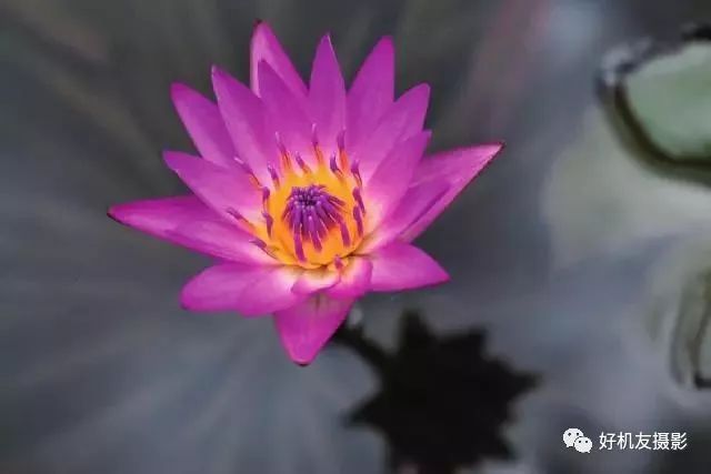 手机摄影如何调整光圈,摄影技巧光圈的应用