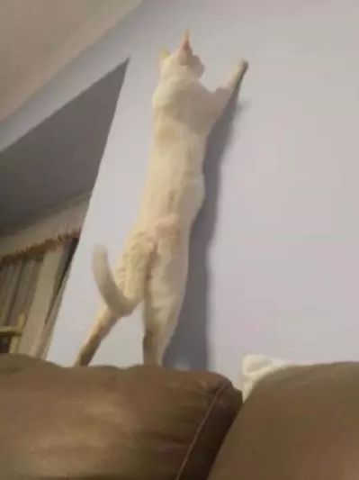 萌爪神吐槽馆,说你想说的