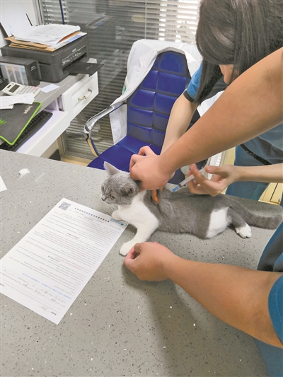 中国宠物猫负增长,揭秘宠物猫行业