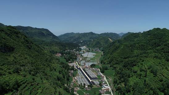 纳雍大棚蔬菜种植基地,脱贫致富蔬菜大棚