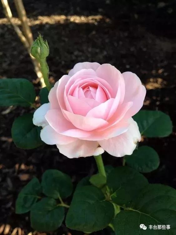 什么花有毒不能放在卧室里面呢,一帆风顺的花有毒吗适合卧室养吗