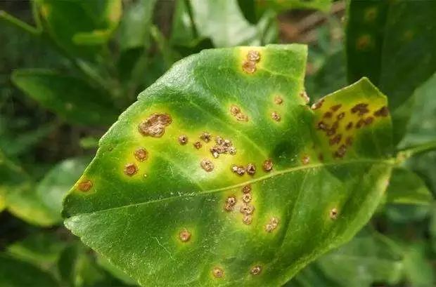 治疗内吸性杀菌剂十大排名,保护性杀菌特效药