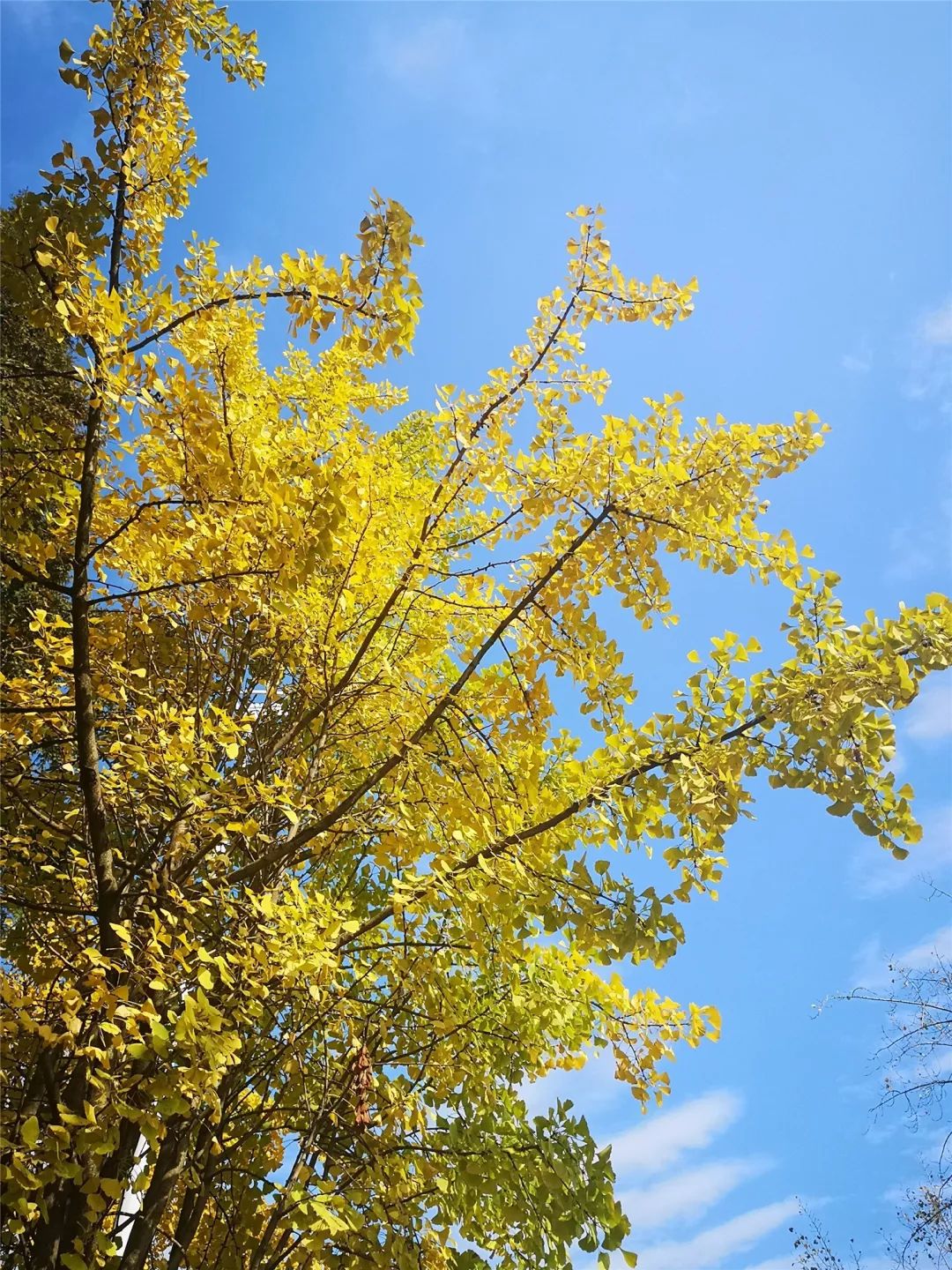 成都锦江边最漂亮的银杏,成都银杏美图