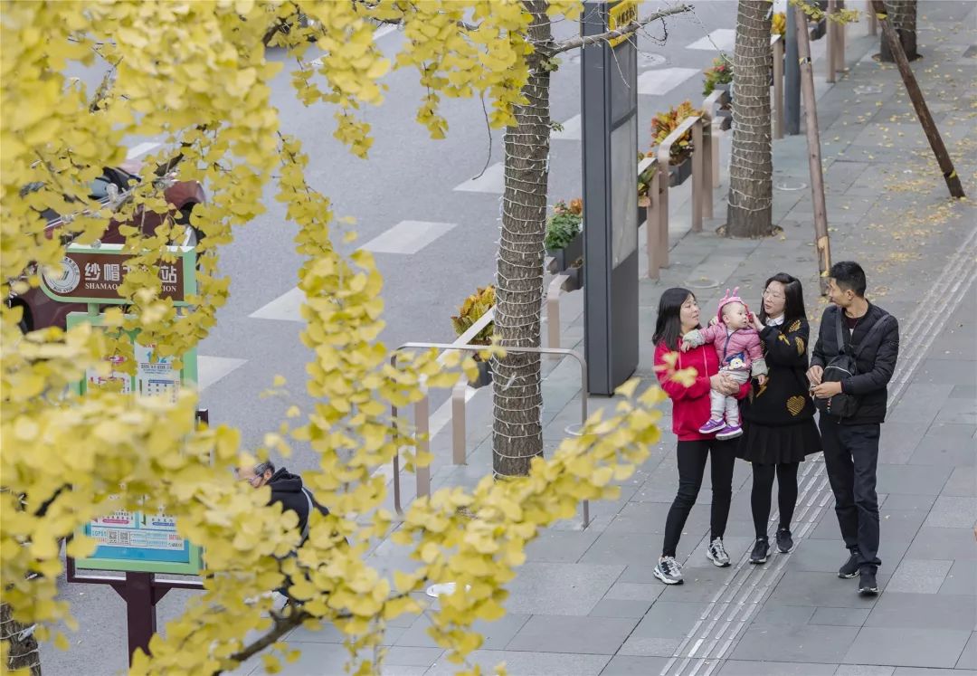 成都锦江边最漂亮的银杏,成都银杏美图