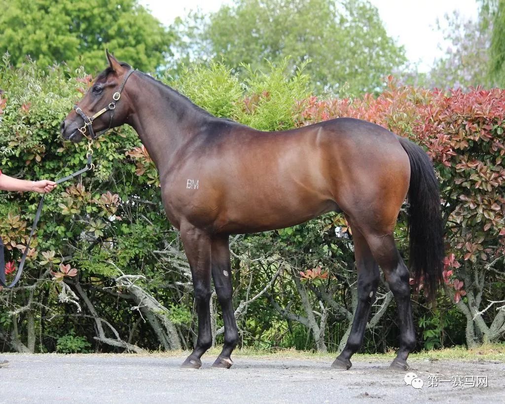 「买马」莱德旗下赛驹拍出高价，中国马主团豪砸重金购入佳驷，新西兰卡拉卡两岁受训马拍卖会隆重开槌