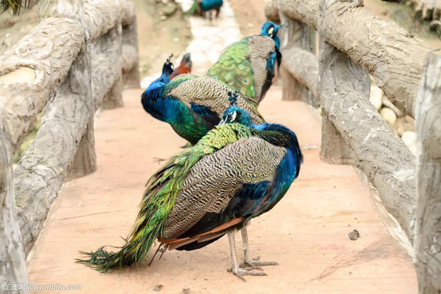 「重磅消息」重庆稻草人旅游节暨玫瑰花海门票无限免费送！5月1日黄金周，我们约起！