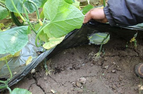 亲土一号骗人,亲土1号