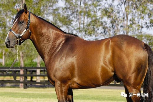 「特稿」数一数，谁是最强的世界纯血种公马？