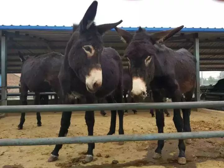 菏泽老字号驴肉馆,菏泽驴肉哪里最好吃