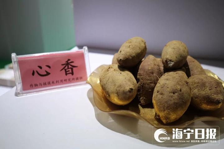 海宁下沙网红乐园,海宁下沙好玩的游乐场