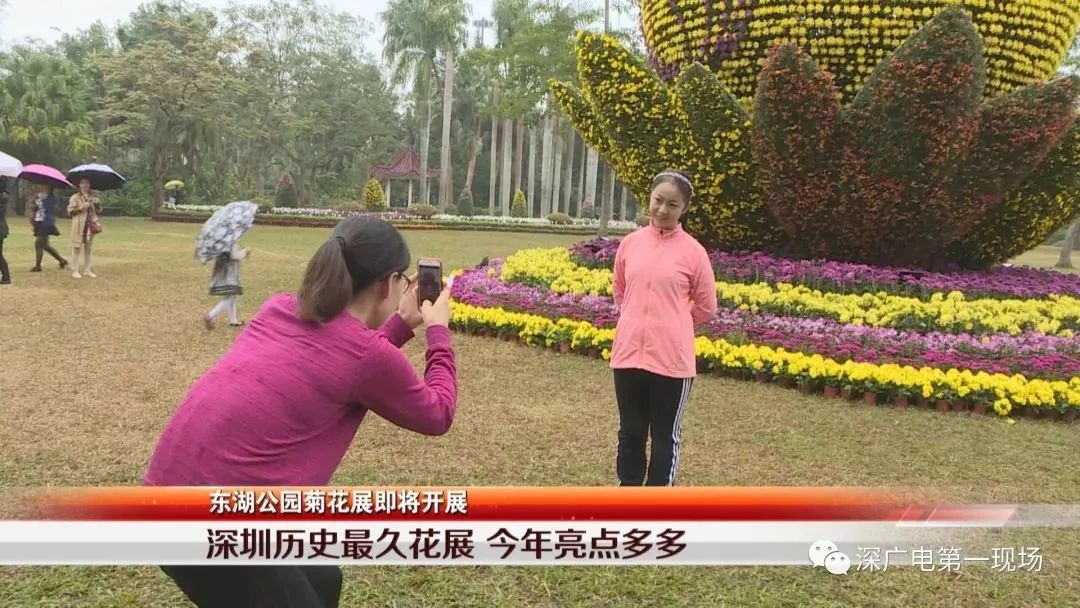 深圳东湖公园菊花展结束,深圳东湖公园菊花展延期