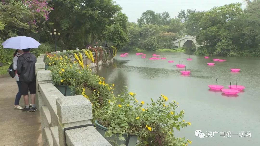 深圳东湖公园菊花展结束,深圳东湖公园菊花展延期